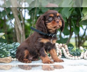 Medium Cavalier King Charles Spaniel