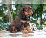 Puppy Henry Cavalier King Charles Spaniel