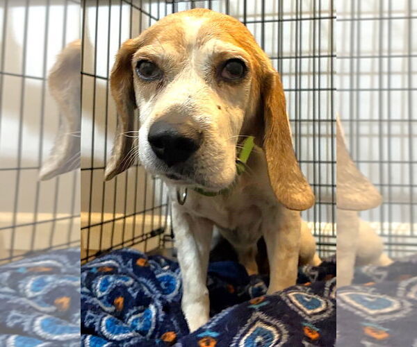 Medium Photo #6 Beagle Puppy For Sale in Dunnellon, FL, USA