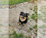 Small #1 Australian Shepherd