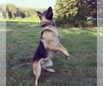 Small Photo #1 German Shepherd Dog Puppy For Sale in EAST LYME, CT, USA