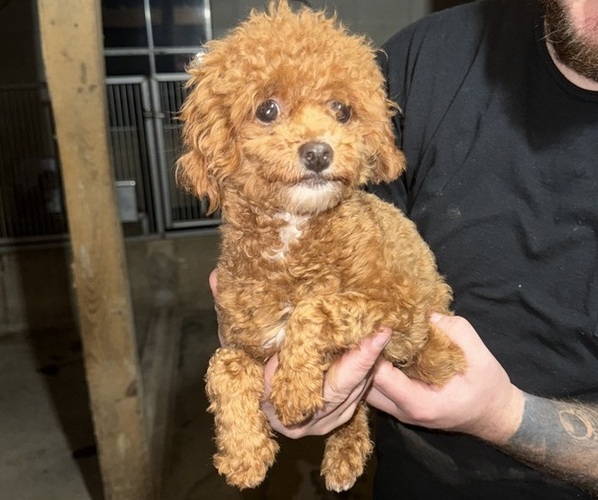Medium Photo #1 Cavapoo (Miniature) Puppy For Sale in MUNFORDVILLE, KY, USA