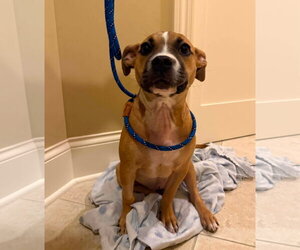 Moon Pie - Female Bulldog-Unknown Mix Dog for Adoption - Photo #17