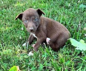 Border Collie-Chocolate Labrador retriever Mix Puppy for sale in LOUISVILLE, KY, USA