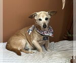 Small #1 Dachshund