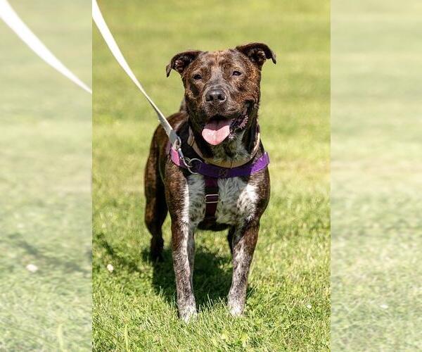 Medium Photo #3 American Staffordshire Terrier-Unknown Mix Puppy For Sale in Lawrenceville, NJ, USA