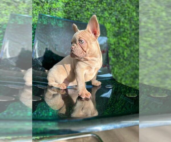 Medium Photo #10 French Bulldog Puppy For Sale in BELLAIRE, TX, USA