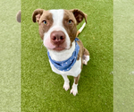 Small American Staffordshire Terrier Mix
