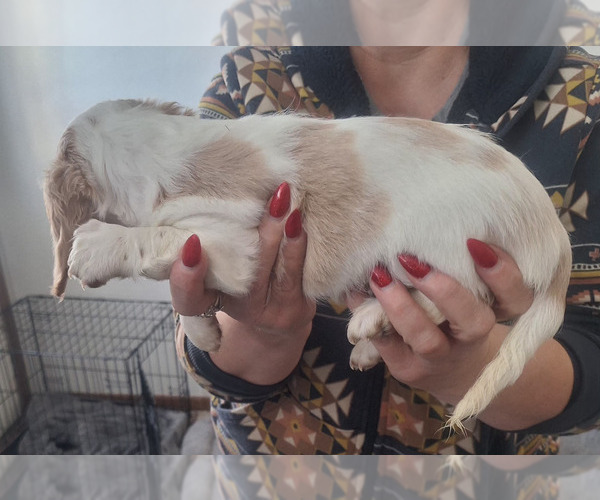 Medium Photo #9 Dachshund Puppy For Sale in DALTON, MN, USA