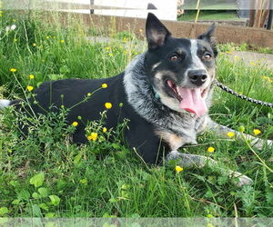 Border Collie-Unknown Mix Dogs for adoption in Rustburg, VA, USA