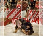 Small Photo #2 French Bulldog Puppy For Sale in GARDEN VALLEY, CA, USA