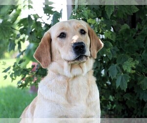 Mother of the Labrador Retriever puppies born on 06/17/2025