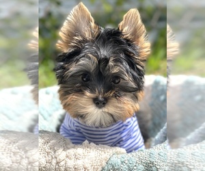 Yorkshire Terrier Puppy for sale in CORAL SPRINGS, FL, USA