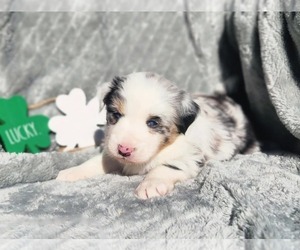 Miniature Australian Shepherd Puppy for sale in SANDOWN, NH, USA