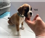 Puppy Yeti Boxer