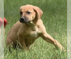 Lainey - Female Australian Shepherd-Beagle Mix Dog for Adoption - Photo #15