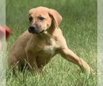 Small Photo #15 Australian Shepherd-Beagle Mix Puppy For Sale in Mechanicsburg, PA, USA