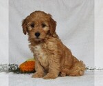 Small Photo #1 Goldendoodle-Poodle (Miniature) Mix Puppy For Sale in LEOLA, PA, USA
