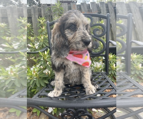 Medium Photo #1 Labradoodle Puppy For Sale in PEMBROKE, GA, USA