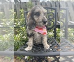 Small Photo #1 Labradoodle Puppy For Sale in PEMBROKE, GA, USA