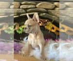 Small Photo #5 French Bulldog Puppy For Sale in PASO ROBLES, CA, USA