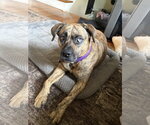 Small #14 Plott Hound Mix