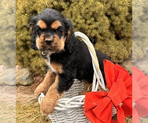 Cocker Spaniel Puppy for sale in MIDDLEBURY, IN, USA