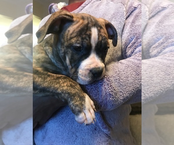 Medium Photo #1 American Bully Puppy For Sale in BOONE, IA, USA