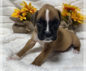 Boxer Puppy for sale in PAWNEE CITY, NE, USA