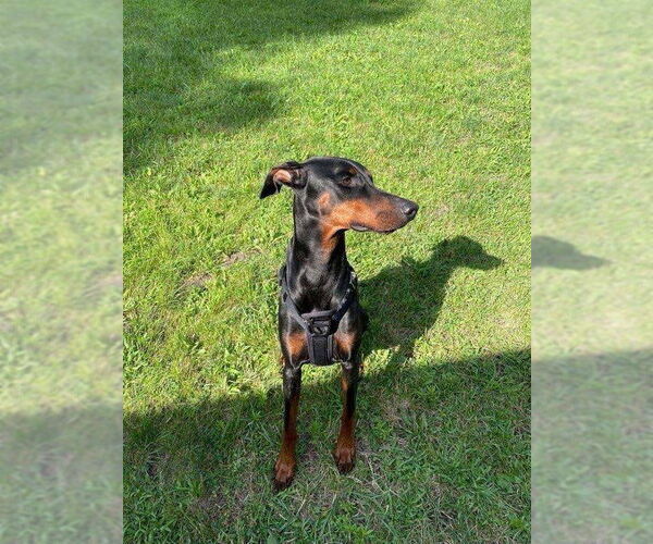 Medium Photo #2 Doberman Pinscher Puppy For Sale in Buffalo, MN, USA