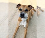 Small #1 Boxer Mix