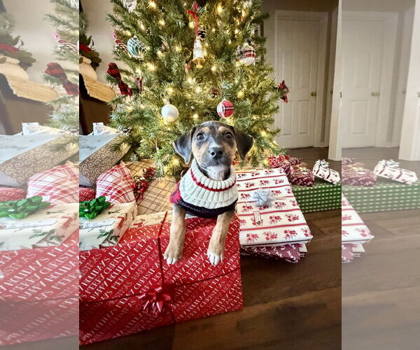 Medium Photo #4 Mutt Puppy For Sale in Holly Springs, NC, USA