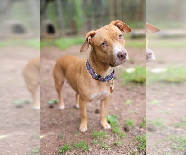 Medium Photo #2 American Staffordshire Terrier-Unknown Mix Puppy For Sale in Arlington, VA, USA