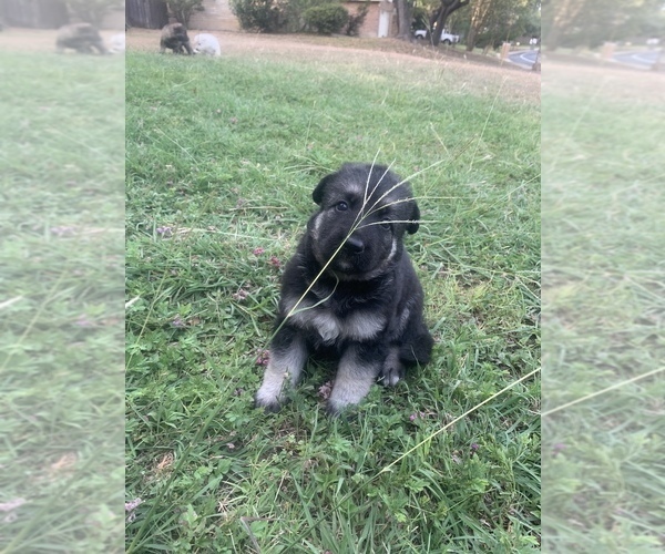 Medium Photo #19 German Shepherd Dog Puppy For Sale in SAN ANTONIO, TX, USA