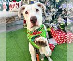 MOZY - Male Mutt Dog for Adoption - Small photo