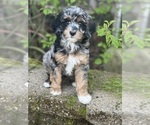 Puppy BlueBell Goldendoodle