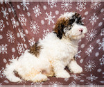 Small Photo #5 Saint Berdoodle Puppy For Sale in WAKARUSA, IN, USA