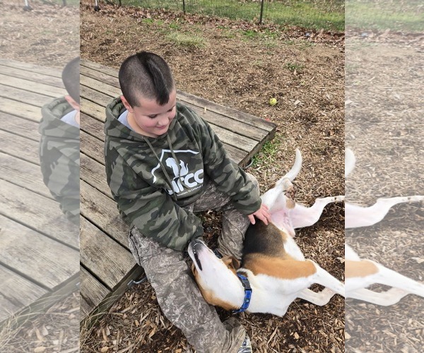 Medium Photo #12 Mutt Puppy For Sale in Rustburg, VA, USA