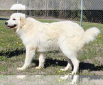 Small #2 Great Pyrenees