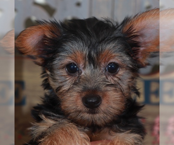 Medium Photo #1 Yorkshire Terrier Puppy For Sale in MOUNT VERNON, OH, USA