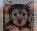 Image preview for Ad Listing. Nickname: Barbie Yorkie