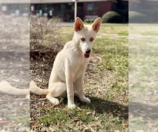 Medium Photo #1 Siberian Husky-Unknown Mix Puppy For Sale in Warrenton, VA, USA