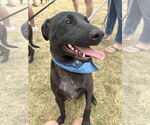 Small #3 Labrador Retriever Mix