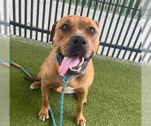 Rottweiler-Unknown Mix Dogs for adoption in Waco, TX, USA