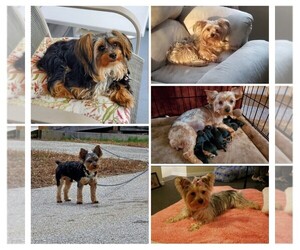 Father of the Yorkshire Terrier puppies born on 04/20/2019