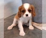Small #3 Cavalier King Charles Spaniel