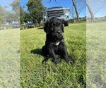 Small Photo #11 Bernedoodle Puppy For Sale in BAXLEY, GA, USA