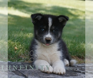 Samoyed-Siberian Husky Mix Puppy for sale in GAP, PA, USA