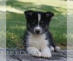 Small Samoyed-Siberian Husky Mix