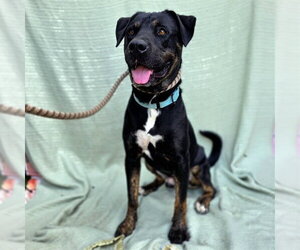 Rottweiler-Staffordshire Bull Terrier Mix Dogs for adoption in Long Beach, CA, USA